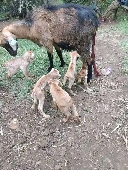 AbdjaroM's tweet photo. Mungu kabariki mbuzi na watoto watano,,jina lake lipate sifa https://t.co/WmhsyPwyj4