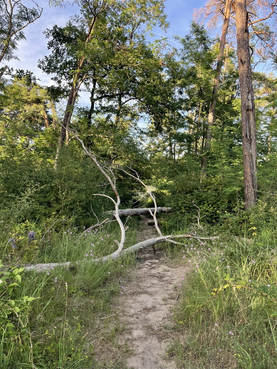manicinterlude's tweet photo. today i walked 15k steps, saw a butterfly and am now enjoying a vino https://t.co/BDaDBwyCOr