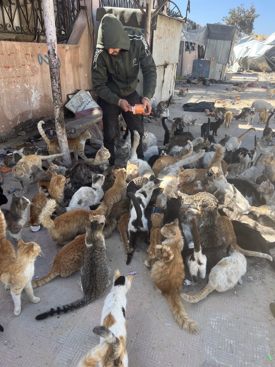 RescueCare's tweet photo. In the middle of war, they still come running when they see me.🐾💔
They don’t understand bombs, politics, or why their world disappeared.😿😔💔 They only know that someone is still there to feed them… and not abandon them.🫂🤍
#Gaza #Cats #AnimalRescue #VoicelessSouls #Shelter https://t.co/B8nfdnVHjF
