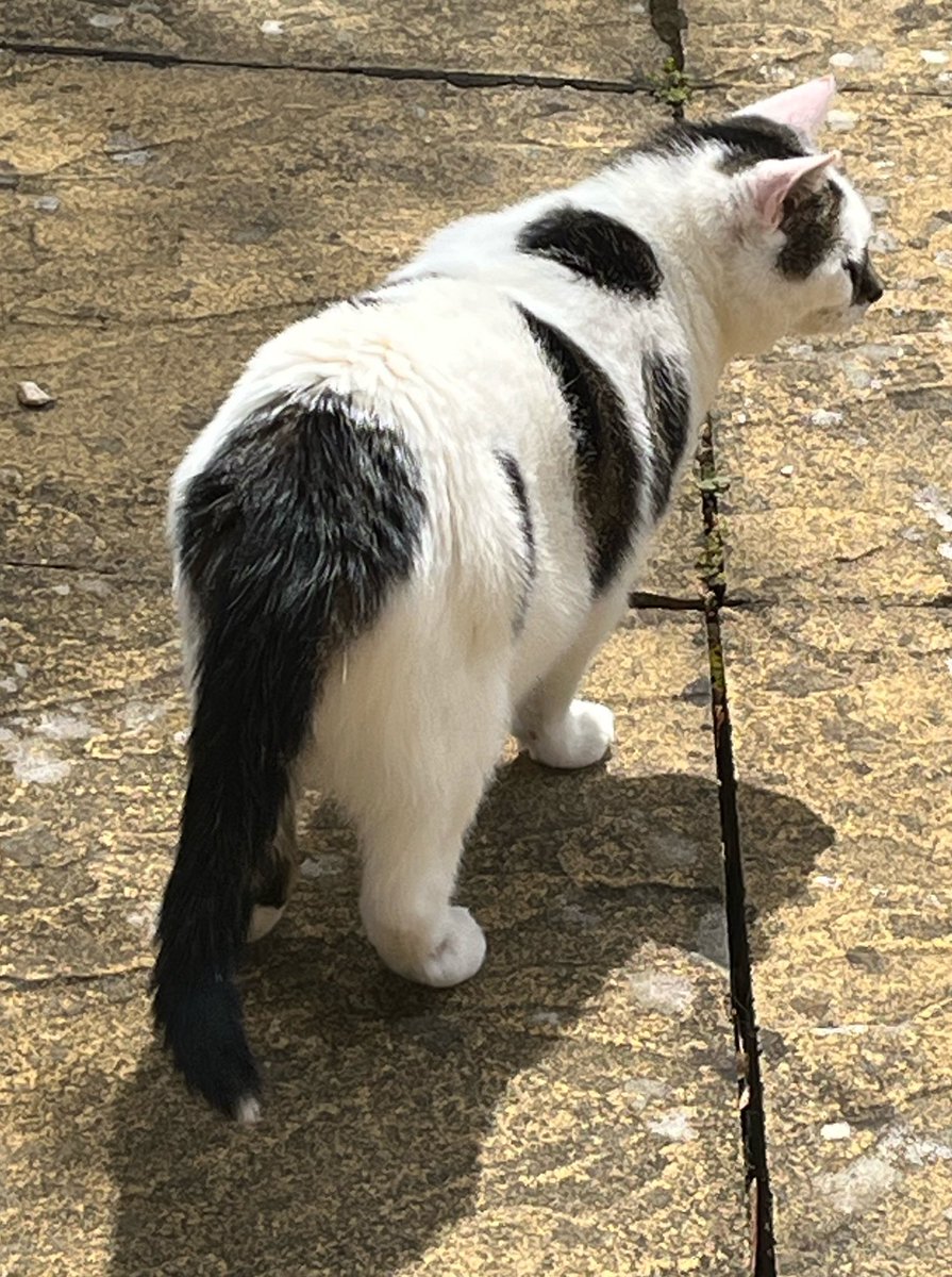 Winnierescuecat tweet picture