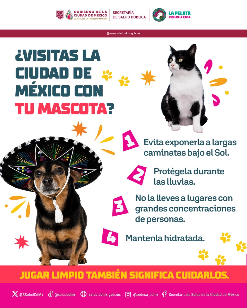 SSaludCdMx's tweet photo. 🐶⚽ ¿Tu mascota nos acompaña en el Campeonato de Futbol 2026? 🏆🐾

Aquí te compartimos algunos consejos para protegerla y cuidar de su bienestar durante esta temporada deportiva. 💚

💬 ¿Agregarías algún otro consejo? ¡Déjanoslo en los comentarios! 👇

#SaludEnLaCancha #LaPelotaVuelveACasa #SaludPública #LaPrevenciónEsParteDelJuego #PrevenirEsGanar