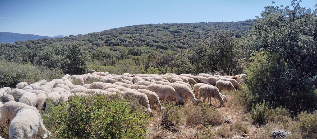 jordialgerri's tweet photo. Lo q hem fot més ràbia del foc.
Es quan demanes de fer un camí per accedir a les parts més allunyades de la serra i et diuen q no, per q estás fent una cicatriu al bosc.
Dons mireu, de vegades per no fer una cicatriu ho perdem tot, i refer les alzines, no és qüestió de vint anys https://t.co/IDDao60RuT
