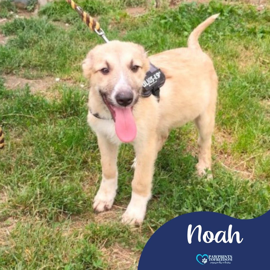 Pawprints2F's tweet photo. Romania

4 month old Noah is a young boy with a huge personality and an even bigger heart 💙
This little ball of sunshine is playful, curious, affectionate and always happy! 😁
Noah can live with dogs and we can cat and child test him.

Apply: https://t.co/uLrEQRRZ9D https://t.co/p35PRx3tZC