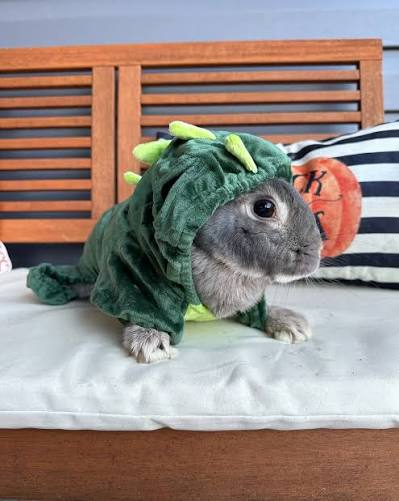 bunnycvit_'s tweet photo. todays bunny is..! ...wait... wheres the bunny... this is just a dinosaur... who is this guy wheres the bunny i ordered https://t.co/DBxgJO5NkG