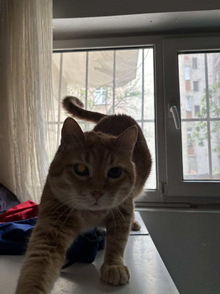 Veteray_'s tweet photo. Viyomu çok özledimm 😖 https://t.co/EehLFmtUlk
