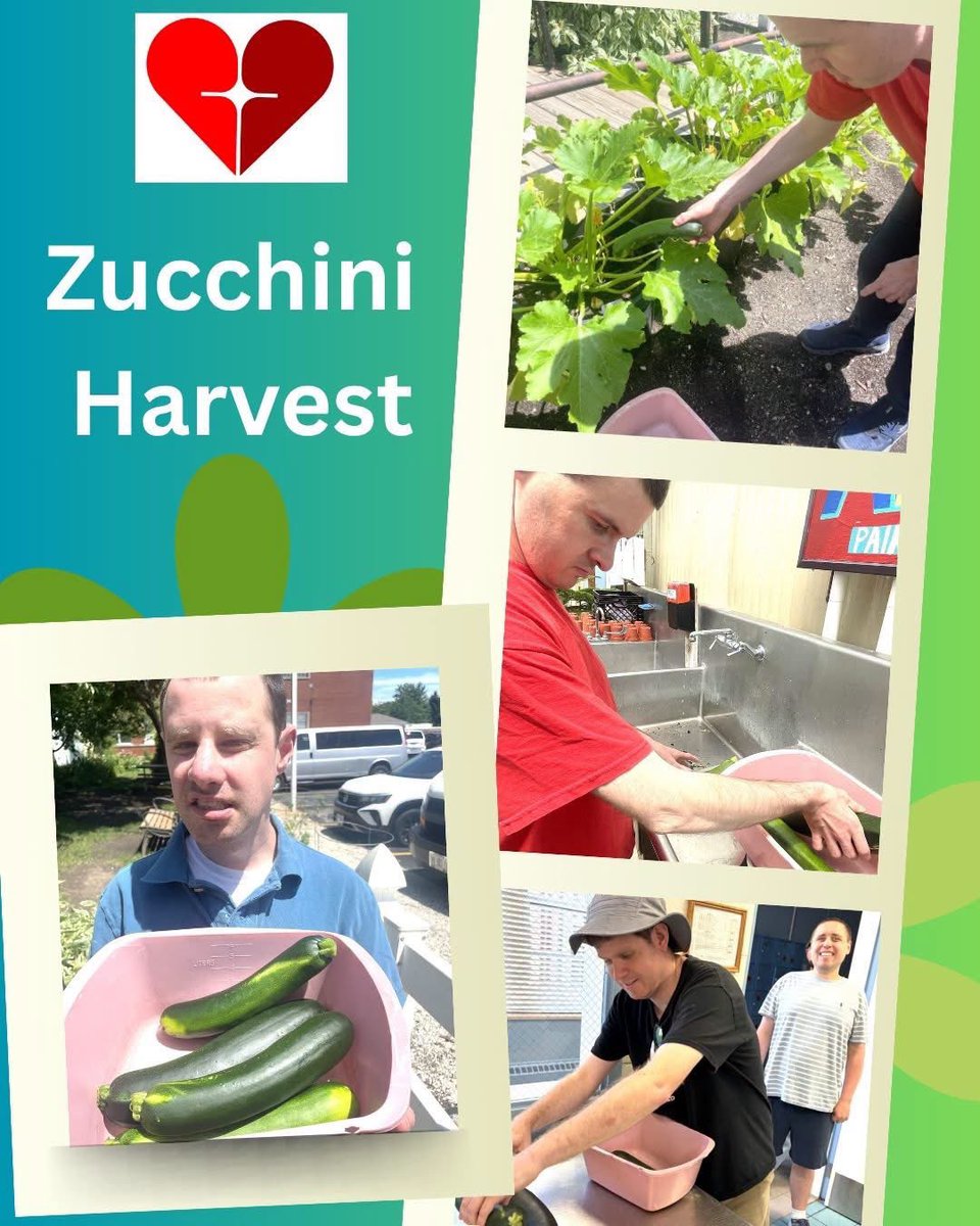 heartofmercy's tweet photo. The Greco orchard has already produced 3.2 lbs of zucchini! The residents harvested it and got it to the bakery for the zucchini bread! Quite the haul! Our gardens are #MisericordiaStrong! https://t.co/nMvtJg9dVB