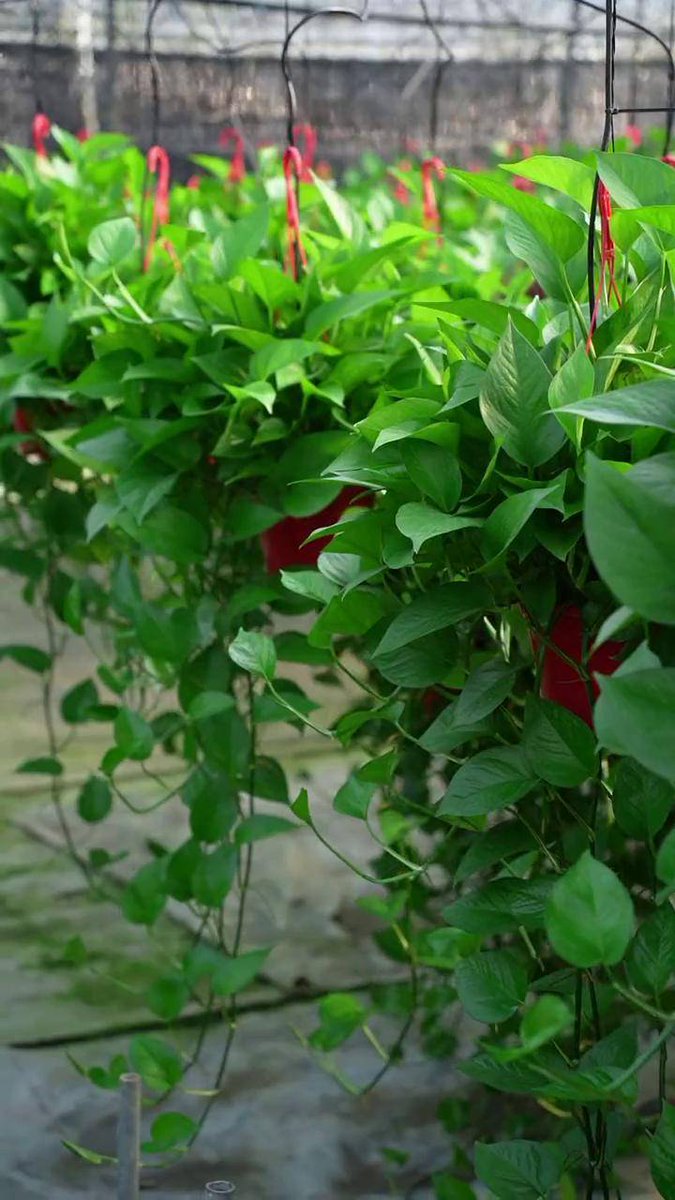 JackFramer's tweet photo. Pro tip for your pothos: Water once the top 2 inches of soil are dry u0026 keep it in bright indirect light! It’ll trail beautifully u0026 purify your space. ， https://t.co/mSd84aWjnt