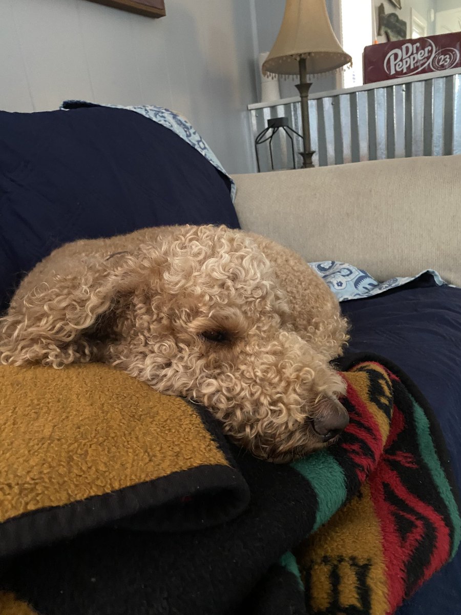 Dog1Sailor's tweet photo. Hey everyone back on X! I am laying here resting taking it easy. 

@Clt_TrafficGuy https://t.co/88IZcyDSUZ