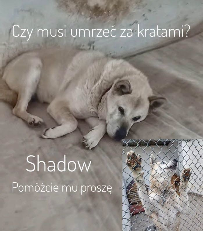 AnnaSernawit's tweet photo. Czy zazna jeszcze w życiu spokojnej starości z ciepłym kątem i miską jedzenia?
Choć jego oczy NIGDY NIE ZOBACZĄ ŚWIATA, MOŻEMY SPRAWIĆ,ŻE TO ŚWIAT ZOBACZY JEGO‼️Bardzo proszę o udostępnianie🙏
Wiek 10+,wysokość ok.55 cm,waga ok.35 kg, wykastrowany.
☎️792-373-519 https://t.co/x0EJgSh421