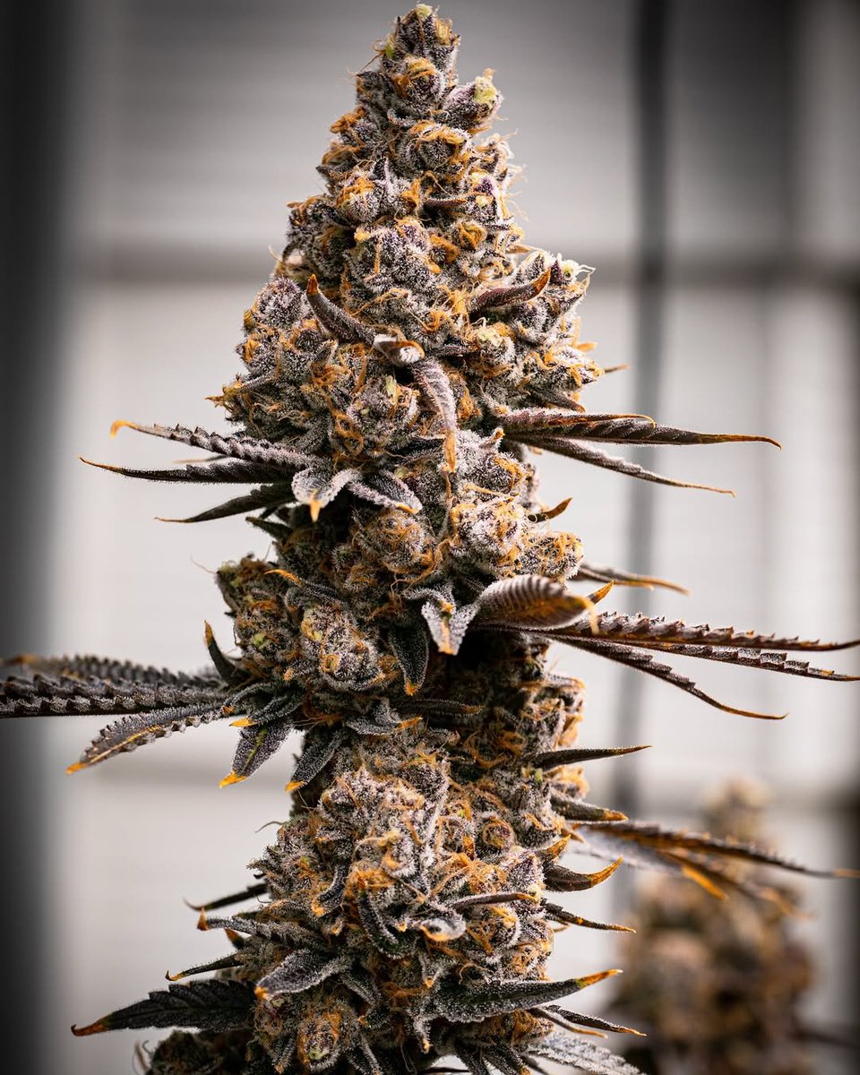 BlockBerry420's tweet photo. Super boof https://t.co/IDzCBzo3b4