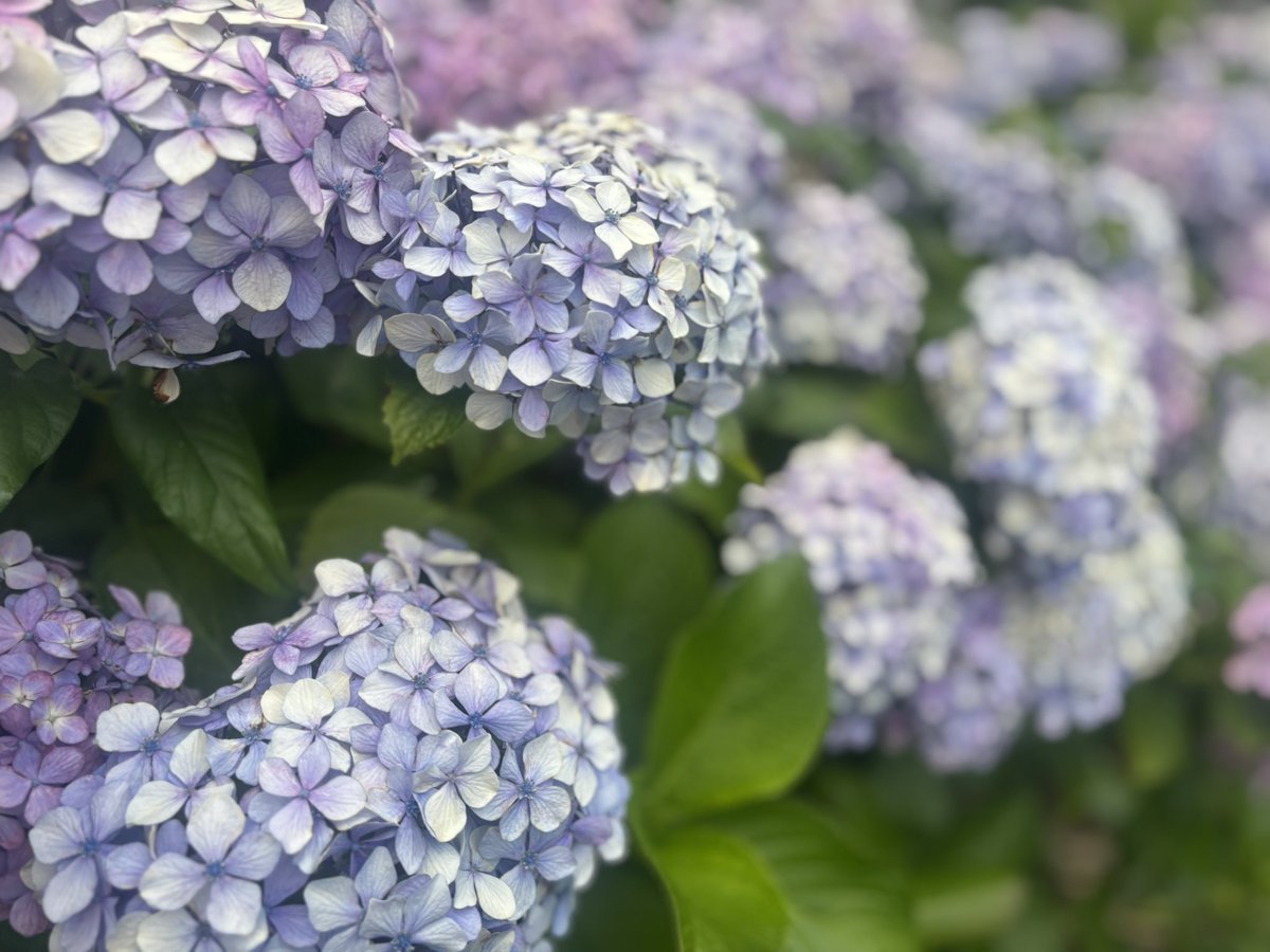 tsukky0627's tweet photo. なんか最近気づいたら紫陽花をよく撮っていて
そういえば今まで梅雨でもこんな紫陽花の存在を感じることなかったな〜と思ったんですが🤔梅雨なんだからそりゃ雨が多くて傘を差してるから見る余裕ないのか笑⁡
今年は地味に雨が降らない日が多かったのか外出のタイミング良かったのかも🫢✨️ https://t.co/3mzbBik7Qr