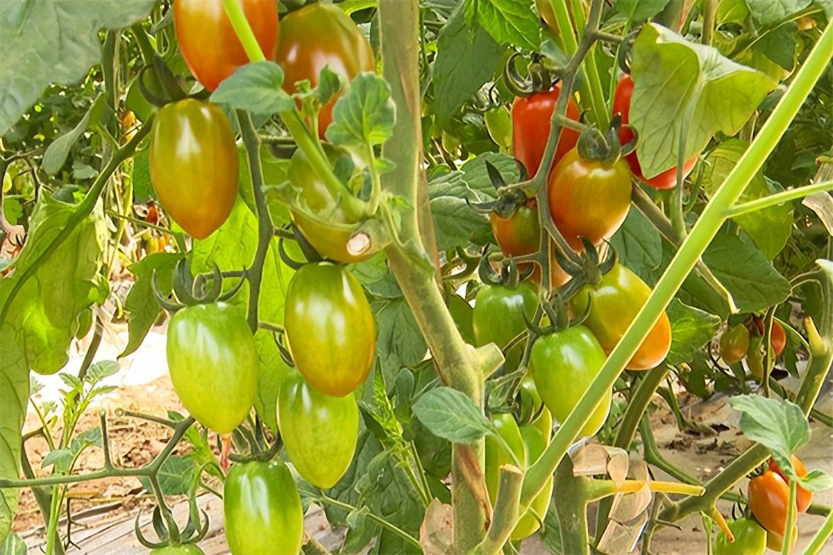 Lexao029's tweet photo. [Just tried the new organic cherry tomatoes—bursting with sun-kissed sweetness, zero weird aftertaste, perfect for quick salads or snacking. 10/10 would grab again! ]， https://t.co/2Hfurg20B2