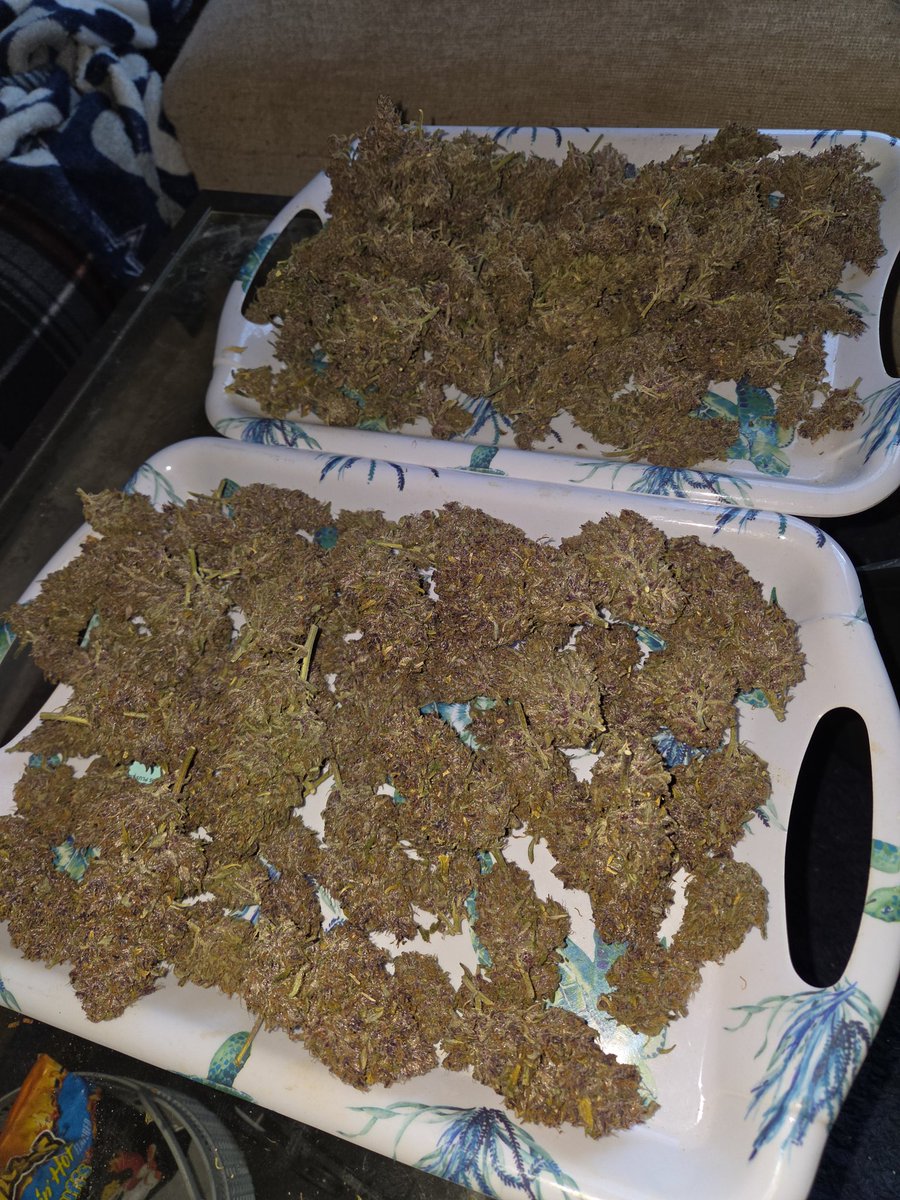 TheZAFactory's tweet photo. Trim Day ✂️✂️ Frostbanger 203 grams dry weight ❄️💪🔥 @Fast_Buds https://t.co/Uq1GNTchrm