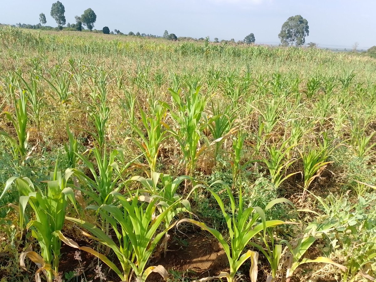 limo_m7's tweet photo. Dear God,split the heavens with the sound of Your name.

Laikipia West needs rain.

Kaswech Iman Mungu. https://t.co/AEQTu8wCcl