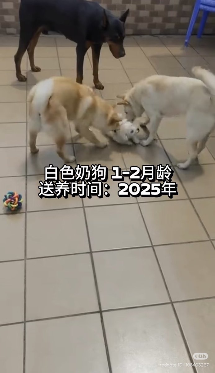 TGTM_Official's tweet photo. Viral China trend exposing the regime’s rot: Sadists deliberately put helpless puppies in front of tortured/aggressive adult dogs — then film them getting ripped apart alive. Pure sadistic entertainment that racks up massive traffic.

Chinese netizens share these underground clips freely because there’s no real animal cruelty law and huge demand.

Here’s the dark truth Western tankies and CCP shills quietly love: In China, this level of depravity flies without consequences. 

They can’t openly get or defend it back home — too many laws and public backlash. So they whitewash the system that enables it, enjoying the forbidden fruit from afar while preaching ‘different culture.’

Same regime that censors its people lets monsters thrive. This is what ‘harmonious society’ really looks like.
#GreatTranslationMovement #China