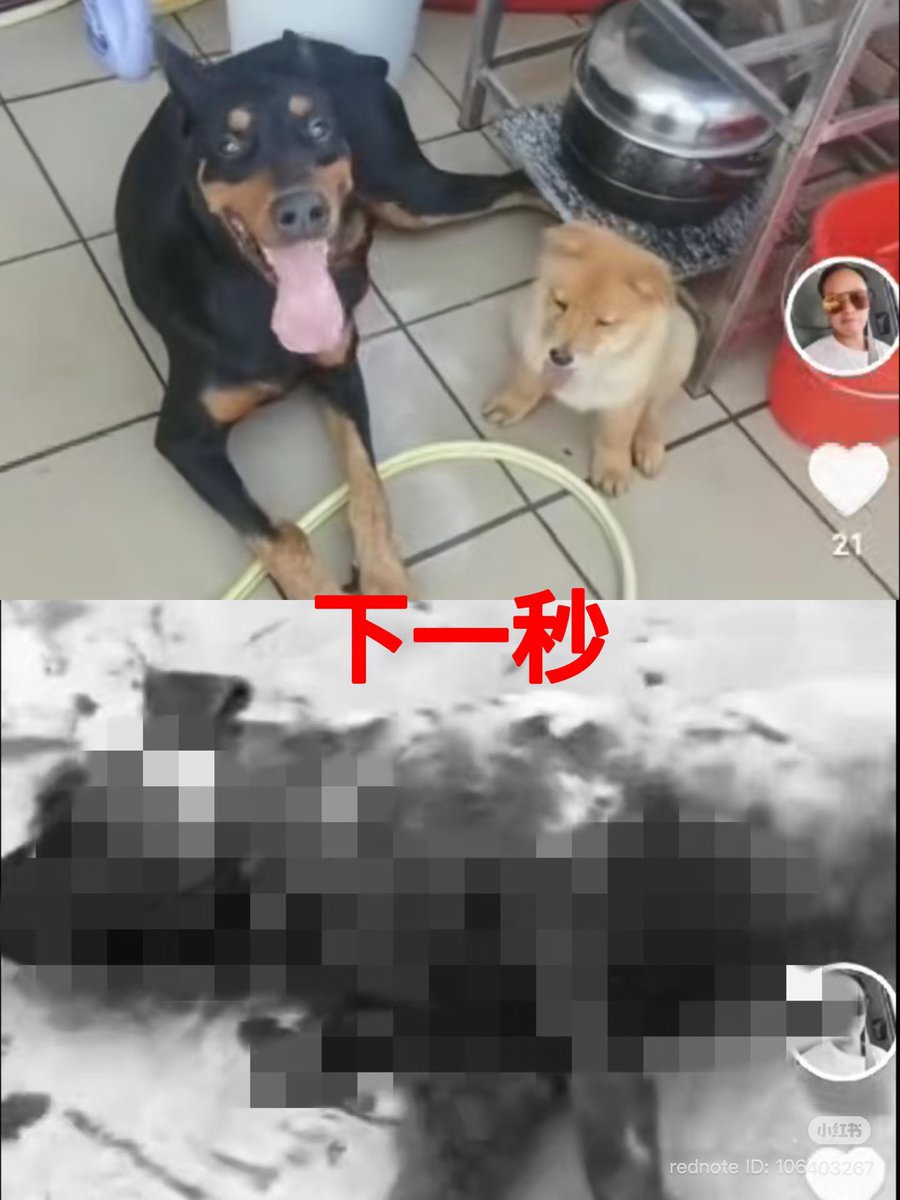 TGTM_Official's tweet photo. Viral China trend exposing the regime’s rot: Sadists deliberately put helpless puppies in front of tortured/aggressive adult dogs — then film them getting ripped apart alive. Pure sadistic entertainment that racks up massive traffic.

Chinese netizens share these underground clips freely because there’s no real animal cruelty law and huge demand.

Here’s the dark truth Western tankies and CCP shills quietly love: In China, this level of depravity flies without consequences. 

They can’t openly get or defend it back home — too many laws and public backlash. So they whitewash the system that enables it, enjoying the forbidden fruit from afar while preaching ‘different culture.’

Same regime that censors its people lets monsters thrive. This is what ‘harmonious society’ really looks like.
#GreatTranslationMovement #China