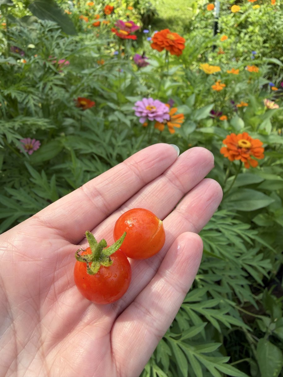PrairieGir87919's tweet photo. My first &amp; only tomatoes so far 😅 been a tough year for my food gardens😵‍💫 https://t.co/jwcDVYf5rU