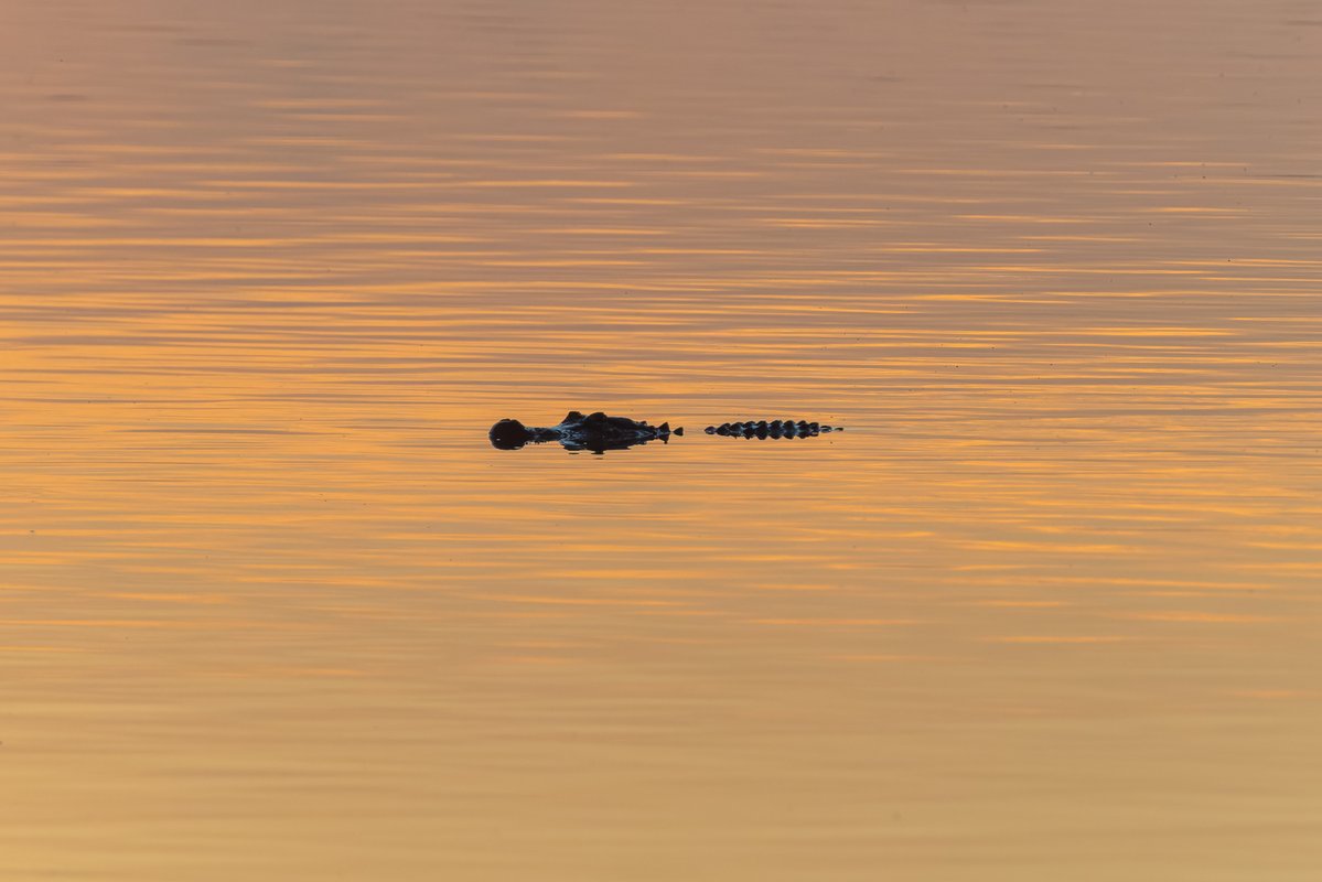 MattPaulson28's tweet photo. Couple gators from this morning. https://t.co/isXkgPJcHV