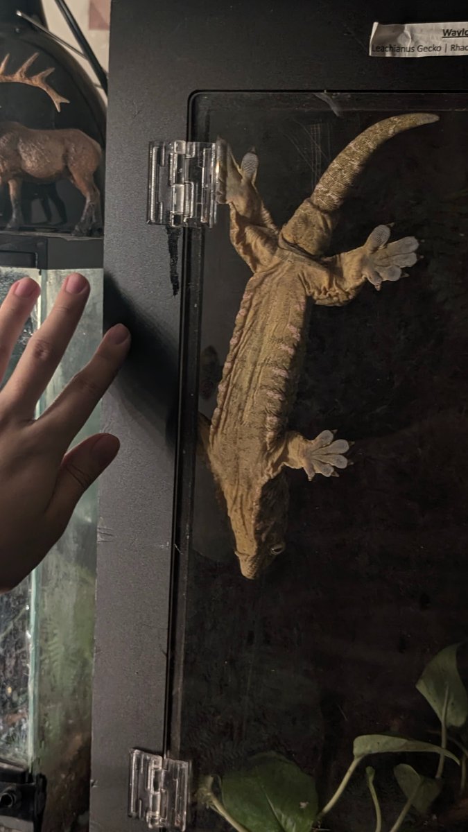 _Archesuchus_'s tweet photo. Wtffff happened??? https://t.co/zsX5i4p1KX
