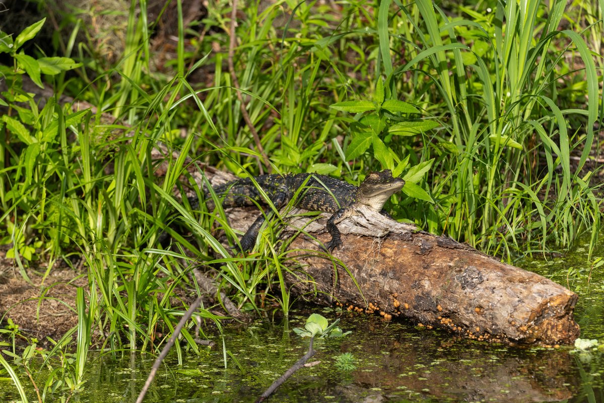 MattPaulson28's tweet photo. Couple gators from this morning. https://t.co/isXkgPJcHV
