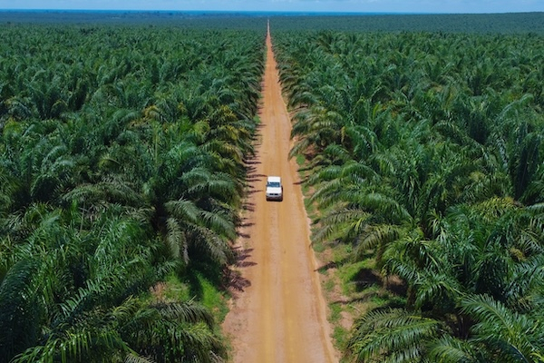 Bankable_RDC's tweet photo. Huile de palme : PHC veut intégrer les petits producteurs à sa chaîne de valeur https://t.co/8qU9qH8BLZ https://t.co/MEfIPwVco0