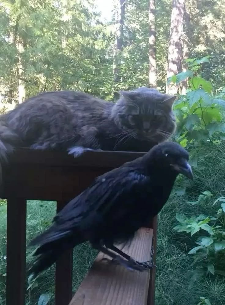 catsforaimseytv's tweet photo. Tf!aj and flick 😢 https://t.co/j5YAy0yLHc