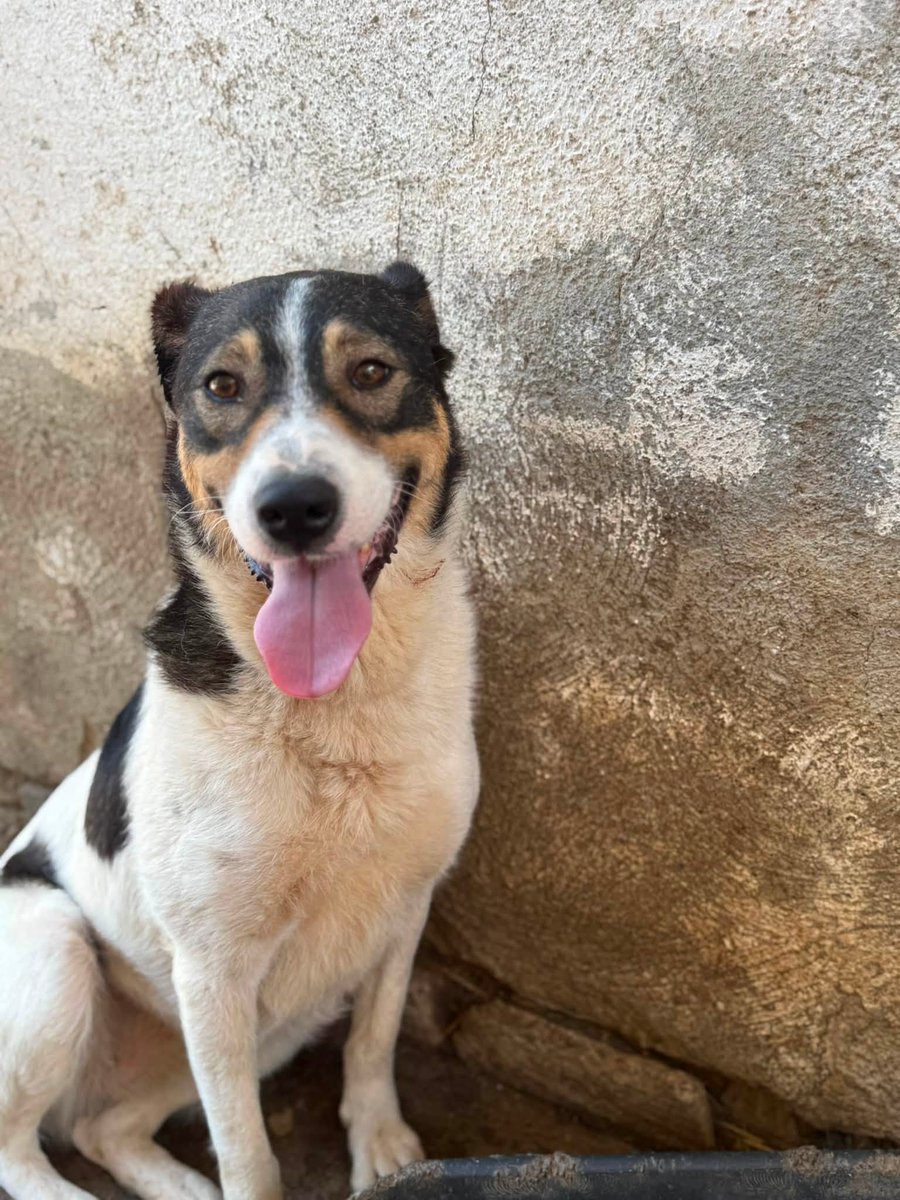 Pawprints2F's tweet photo. Romania

Ocily is nearly 4 years old and has spent her life in kennels💔
She is a gentle, calm, super affectionate girl. She adores people and lights up the moment our volunteers come close❤️
Ocily can live with dogs and cats🐾
We can child test her👧👦

https://t.co/uLrEQRRZ9D https://t.co/J5WrDKc5rO