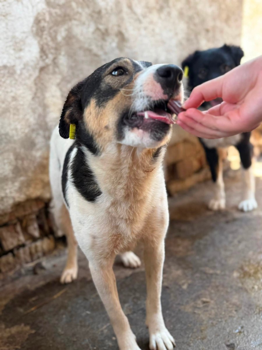 Pawprints2F's tweet photo. Romania

Ocily is nearly 4 years old and has spent her life in kennels💔
She is a gentle, calm, super affectionate girl. She adores people and lights up the moment our volunteers come close❤️
Ocily can live with dogs and cats🐾
We can child test her👧👦

https://t.co/uLrEQRRZ9D https://t.co/J5WrDKc5rO