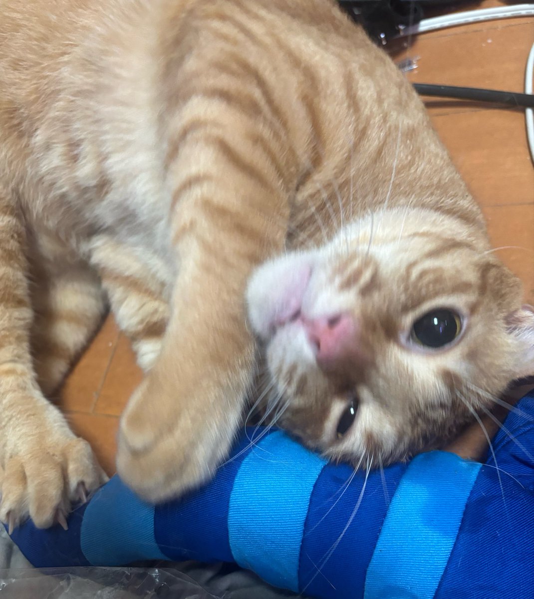 33chan_sm's tweet photo. いっぱいおもちゃ飼ってあげたらずっと遊んでて唾液でベタベタw酒をのむぞー！！ https://t.co/n66YMD2kzU