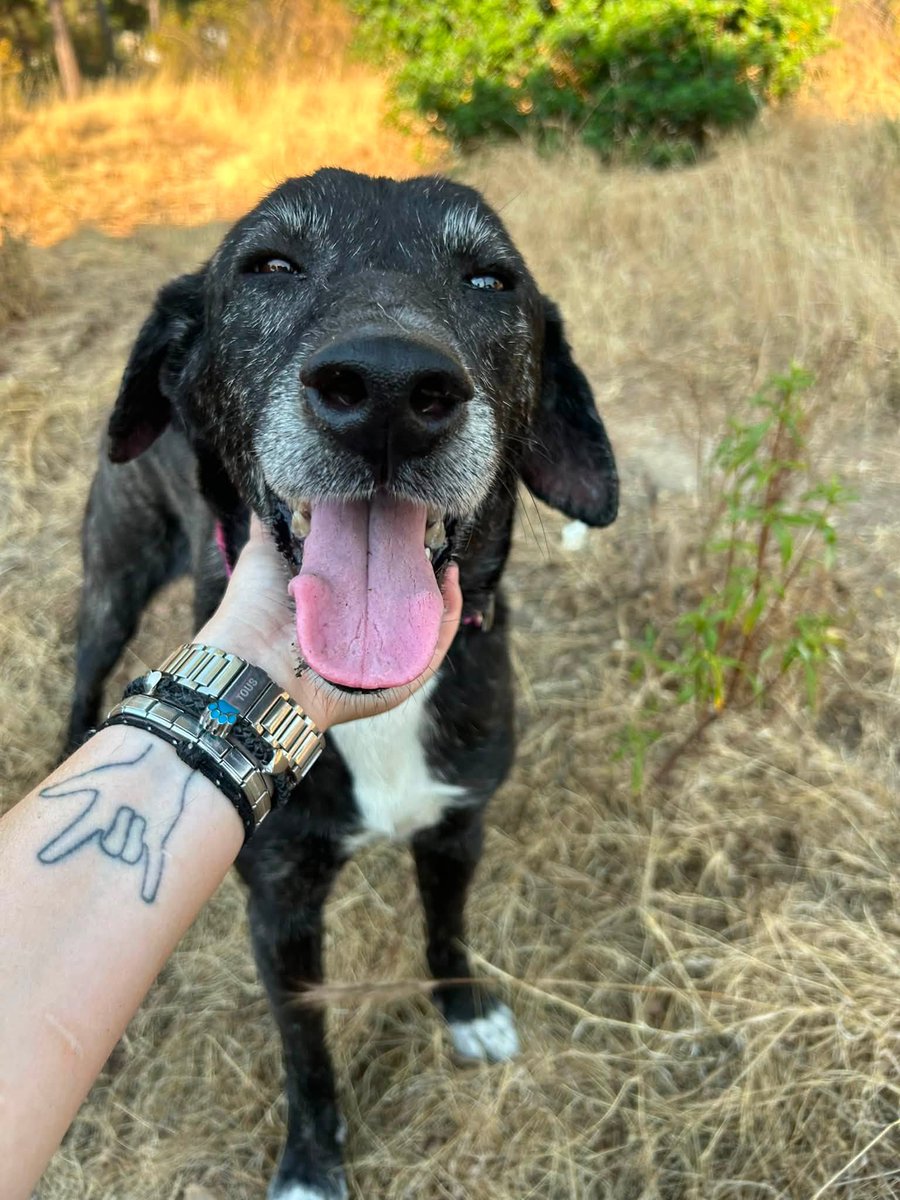 SosAbuelos1's tweet photo. #HUELVA
#KIRA tiene 8 años. Se queda extasiada cuando la abrazas, porque nunca se sintió así

Vivía en una casa en condiciones horribles. Fue requisada y a la perrera 

Nunca hay que reñirle, jamás tiene un mal gesto y es sociable con otros perros

adopciones@asociacionhada.org https://t.co/pB7fUj8b9U