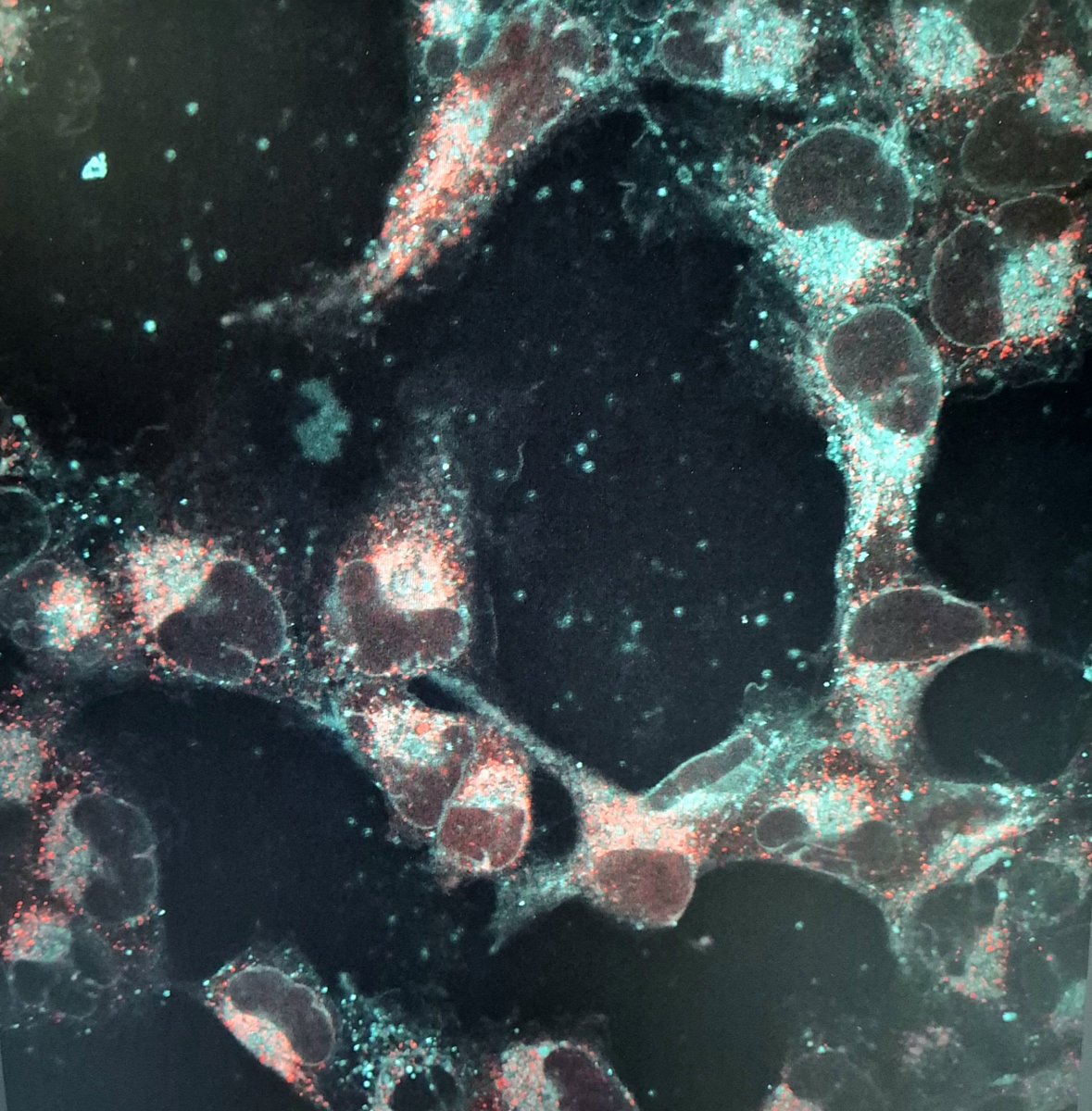 PoryvaiAnna's tweet photo. Just an amazing day 🥰
#FluorescenceFriday #science #PostdocLife #PostdocVoice #epflsv https://t.co/4uATTe2uRz