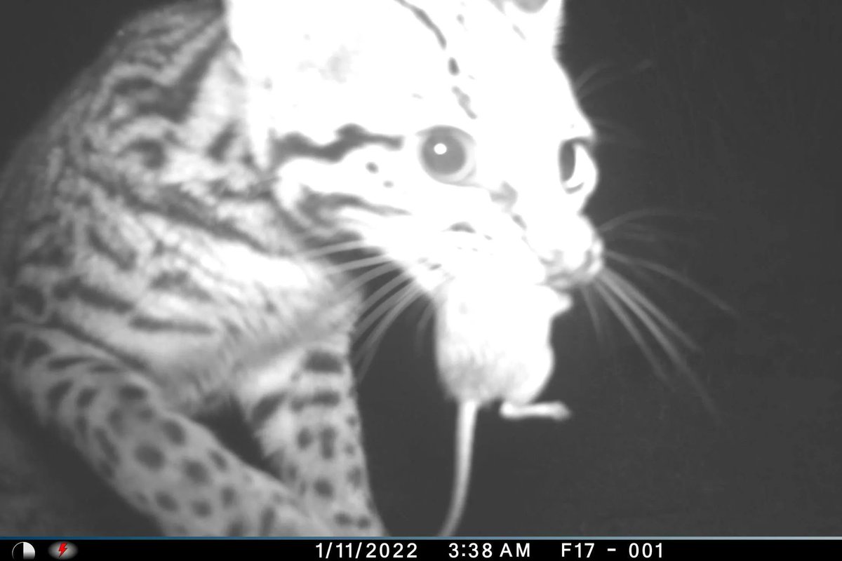 Trail_Cams's tweet photo. https://t.co/dU3c40ytVT