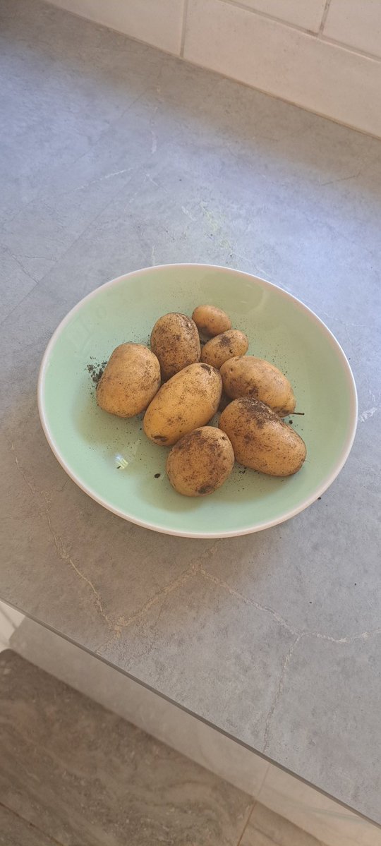 KateJellicoe's tweet photo. First potato harvest....peak excitement at the casa this evening 🤩 https://t.co/fRvWBBJicT