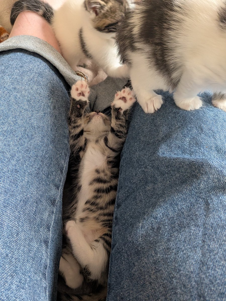 becbobec's tweet photo. toffee and the crevice. a story in three pictures. https://t.co/8xgXWIYhao