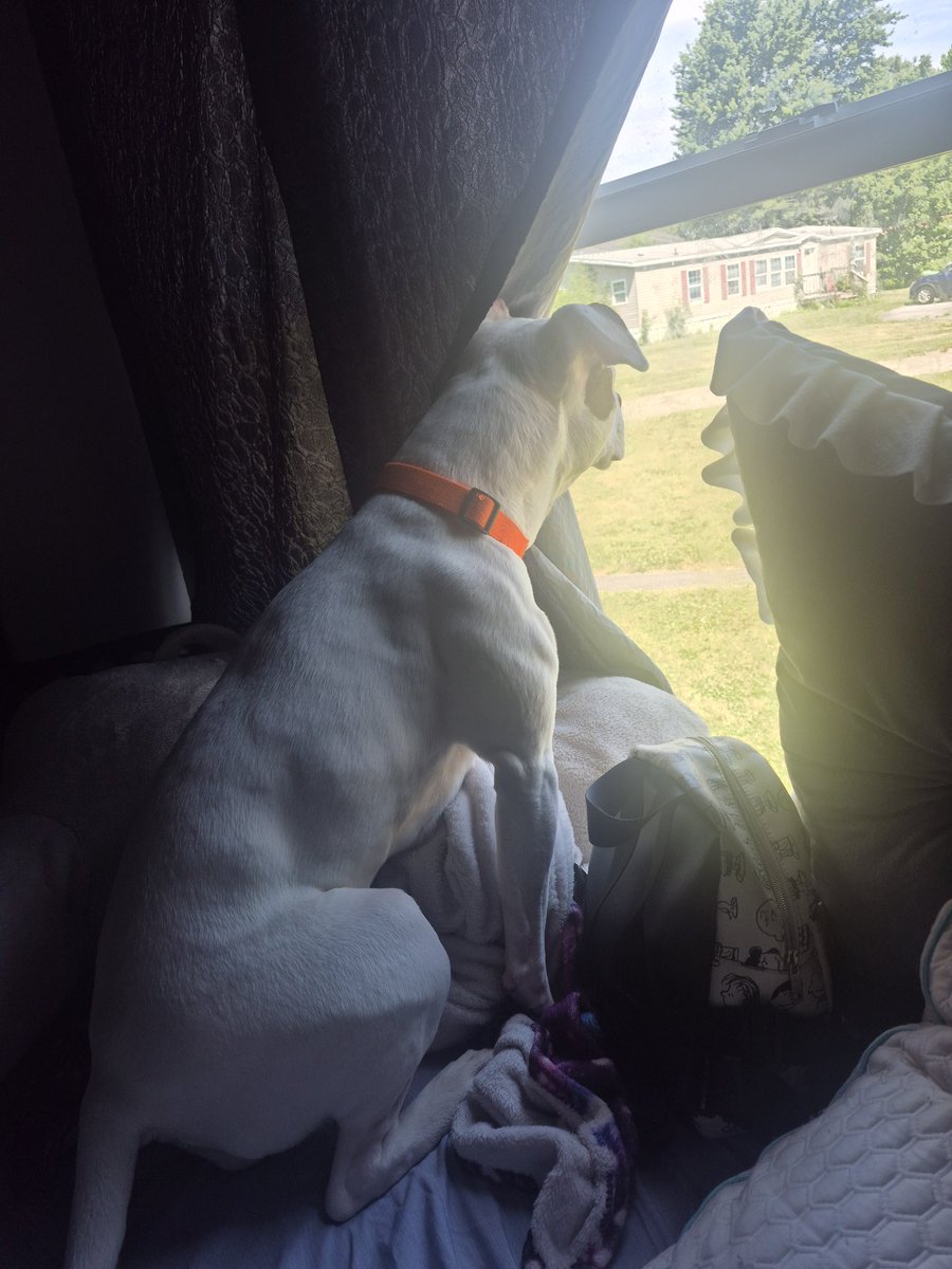 Zorieevee's tweet photo. Staying over at my cousins house and this dog just busted into my room and is just sitting in front of the window now https://t.co/moAIf4gq3Y