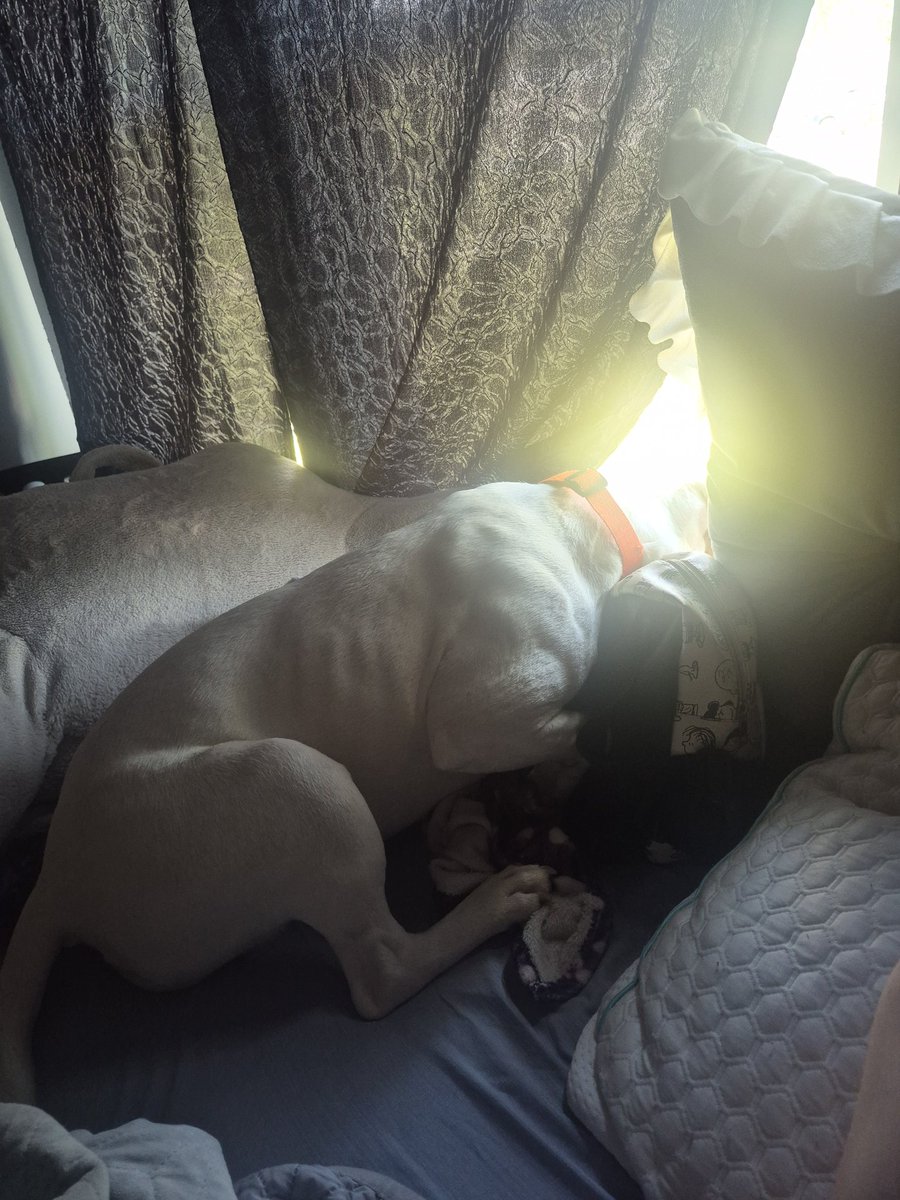 Zorieevee's tweet photo. Staying over at my cousins house and this dog just busted into my room and is just sitting in front of the window now https://t.co/moAIf4gq3Y