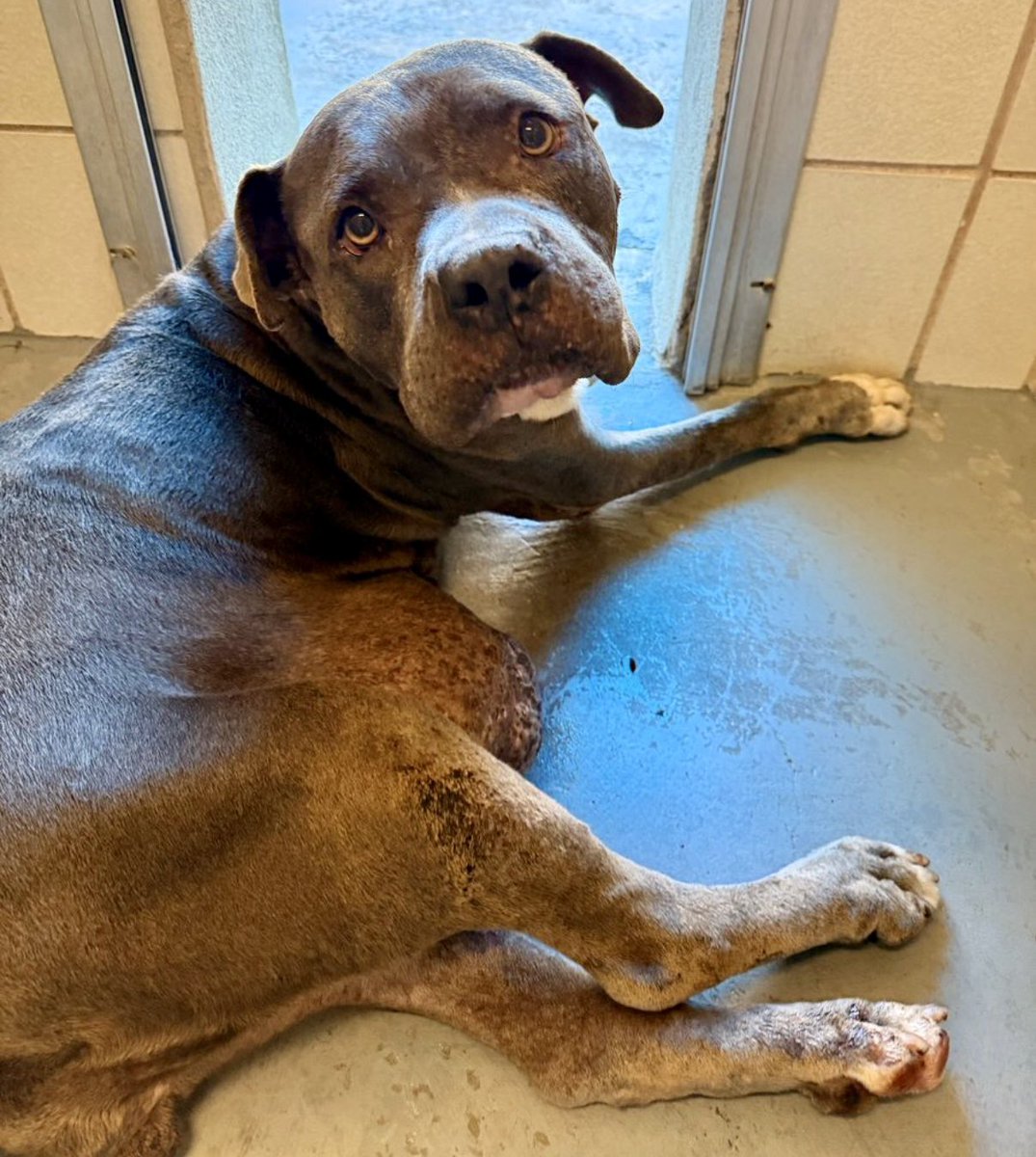 LeporidaeCheryl's tweet photo. Sadly, she dies today. No more chances. 😭😭😭😭

She has a tumor that DEFORMS her body & causes unremitting pain, but what a FACE‼️ 

If you're looking for crystal pure innocence , there it is. 

#A389121 Lovely GRAYBEE! I can't begin to fully describe what I see.  Grief, yes, but gentleness, kindness, & genuine suffering! 

She's such a PRECIOUS girl, a 6️⃣ yo Mastiff mix, & we only have until tomorrow to save her!!! 🆘🆘🆘

Please, she needs to have that bleeding 🩸 Mammary Tumor removed so she can lead a normal life!! #CorpusChristiACS 

This is HER chance for happiness. 
Please help her achieve it.