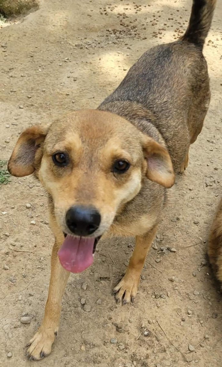 Pawprints2F's tweet photo. Romania

Gentle 8 year old Hollie is one of the sweetest souls 🥹
She is timid, unsure and still learning that people can be kind, but when she feels brave enough, her lovely nature shines through ❤️

🐶 Would be ideal
🐱 Can be tested
👧 Kids 12+

Apply: https://t.co/UKATK6O6W4 https://t.co/Zg0PQu2P8K