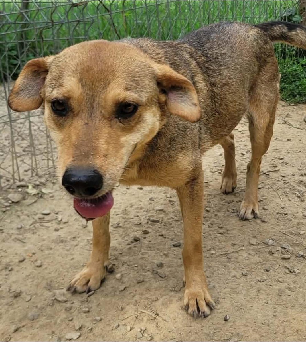Pawprints2F's tweet photo. Romania

Gentle 8 year old Hollie is one of the sweetest souls 🥹
She is timid, unsure and still learning that people can be kind, but when she feels brave enough, her lovely nature shines through ❤️

🐶 Would be ideal
🐱 Can be tested
👧 Kids 12+

Apply: https://t.co/UKATK6O6W4 https://t.co/Zg0PQu2P8K