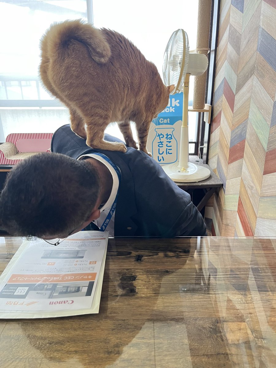iyashi_ka's tweet photo. 取引先さんとの打合せ中…🐾 https://t.co/0DEoPYKZPy