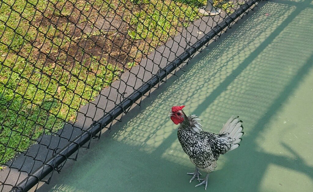 AlexLDeLuca's tweet photo. I wrote about Pickles the rooster, the beloved mascot of a group of SoFlo pickleballers, who vanished from his court last week.

“There’s a void. It’s like, oh shit, Pickles isn’t here anymore.”

https://t.co/UaYwhGSxr8 https://t.co/hmnXueRdDi