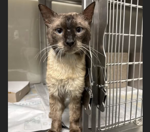 HollywoodDogs's tweet photo. Frankie, a 2-year-old Siamese at a full shelter in #SanAntonio, #TX, needs a forever home, a foster home, or rescue https://t.co/Gi3KcsXFUL #URGENT #Siamese #AdoptableCatofDay 🐱 https://t.co/X6kKrpy4Kj
