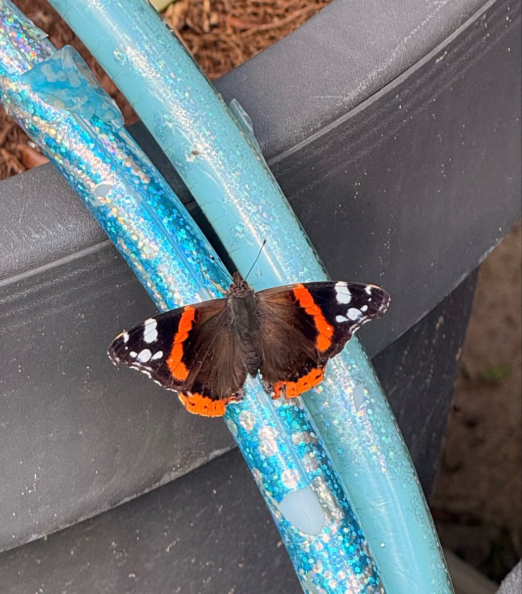 FrauXausNRW's tweet photo. Sarah hat’s gesehen und ist mich besuchen gekommen 🦋🖤 https://t.co/ihjiw1iDfN