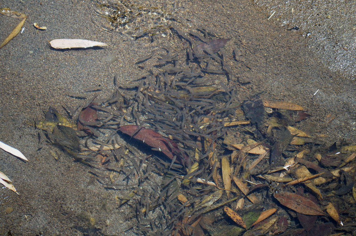 見下ろした浅瀬で、川の本流と水溜り（わんど）の間を砂時計のように 