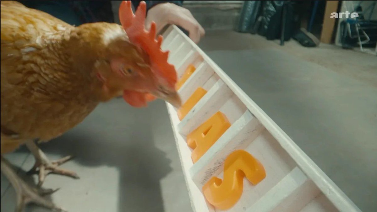 Egg_Truth's tweet photo. Chickens can count, show empathy, and communicate with her chicks before they hatch. 

Here's what the science proves — and why understanding it makes the cage worse, not better 👉️  https://t.co/uiunWgmUmC https://t.co/UOlaeGVrLP