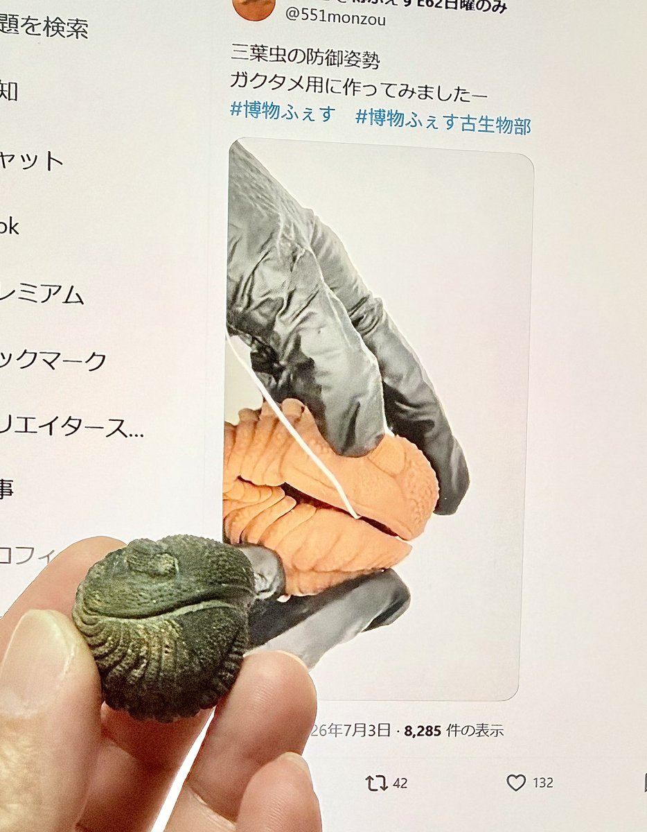 丸まってる三葉虫の化石持ってるんですが、これって防御姿勢だったん