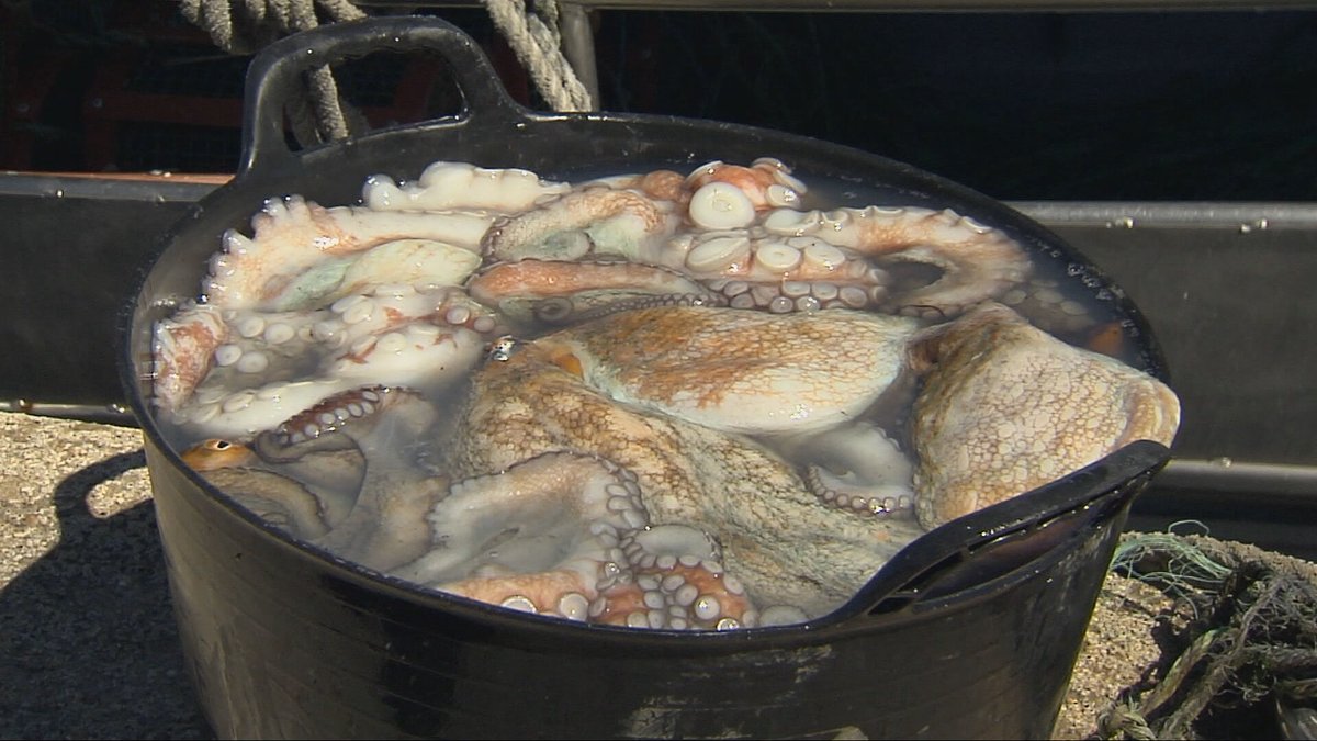 agrosfera_tve's tweet photo. Arranca la campaña del pulpo tras dos meses de veda. Lo hace con menos género, buena calidad y precios aceptables. https://t.co/hGaud8HU5z