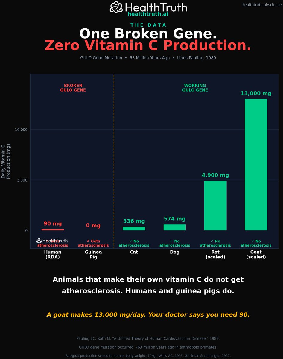 markkaplan20's tweet photo. 63 million years ago, our primate ancestors lost the ability to make vitamin C.

A single gene called GULO mutated and stopped working. That gene codes for the enzyme L-gulonolactone oxidase. The enzyme that catalyzes the final step of vitamin C production from glucose.

Every other mammal still has a working copy. Dogs make vitamin C. Cats make it. Rats make it. Goats make it.

Goats produce roughly 13,000 mg of vitamin C per day. Under stress they produce even more.

The US government says you need 90 mg.

Humans, guinea pigs, fruit bats, and some primates are the only mammals on earth that cannot manufacture their own vitamin C. We depend entirely on what we eat.

Here is the part that should terrify every cardiologist.

Animals that make their own vitamin C do not get atherosclerosis. Ever.

Humans and guinea pigs do.