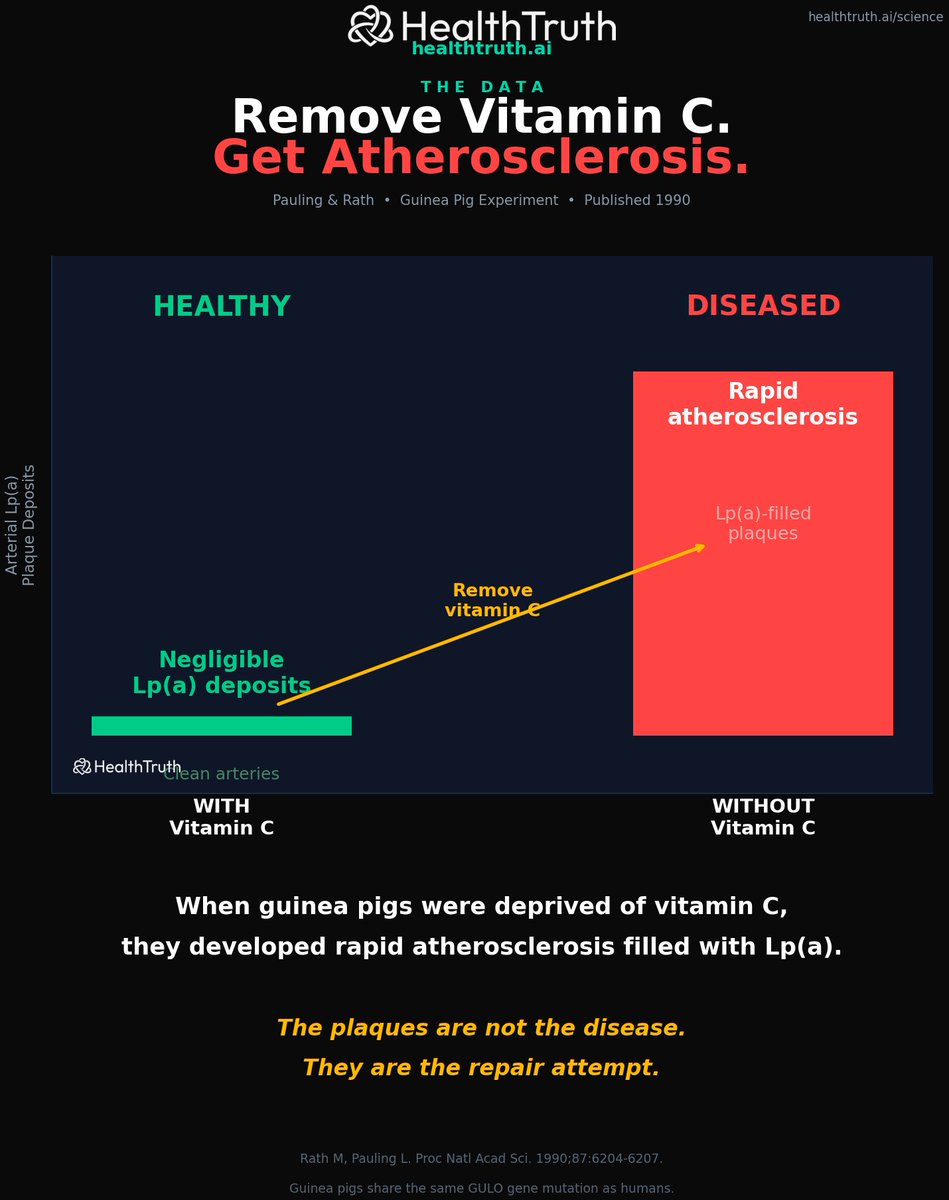 markkaplan20's tweet photo. Pauling and his colleague Matthias Rath discovered that plaque deposits in human arteries are made up of a specific form of cholesterol called lipoprotein(a). Lp(a). Not ordinary LDL.

Here is what they proposed.

When vitamin C is chronically low, collagen production drops. Collagen is the structural protein that holds your artery walls together. Without enough vitamin C, the arterial walls weaken and develop micro-cracks.

Your body is not stupid. It senses the damage and sends Lp(a) to patch the cracks. Like a bandage on a wound. Like plaster on a broken wall.

Over time, more cracks form. More Lp(a) is deposited. The patches build up. That buildup is what we call atherosclerotic plaque.

The plaques are not the disease. They are the repair attempt. The disease is chronic vitamin C deficiency. Subclinical scurvy.

Pauling and Rath tested this on guinea pigs. They deprived them of vitamin C. The guinea pigs developed rapid atherosclerosis filled with Lp(a). When they restored vitamin C, negligible Lp(a) was found in the arteries.