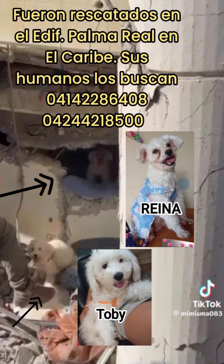 yaracalcagno's tweet photo. Difundo.Perritos rescatados, sus humanos los buscan 04142286408 y 04244218500 https://t.co/G9liXF8IDo